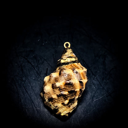 NEW・敵の魂を侵す最強復讐呪い【極秘復讐呪術】悪魔貝のハルーメノス