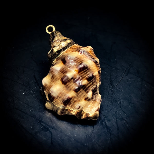 NEW・敵の魂を侵す最強復讐呪い【極秘復讐呪術】悪魔貝のハルーメノス